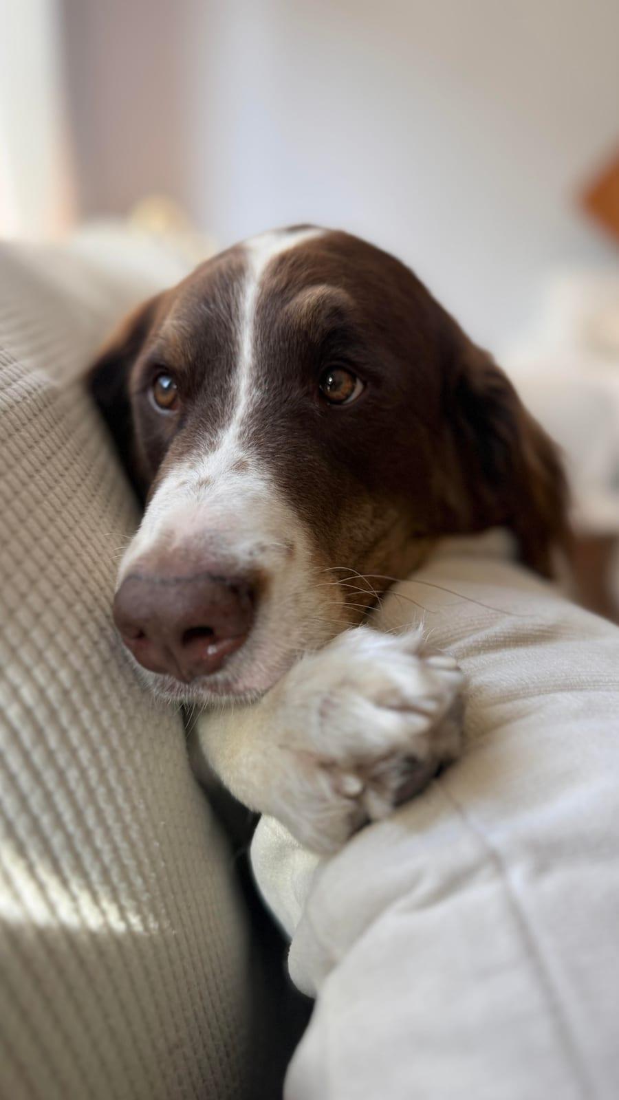 Bo